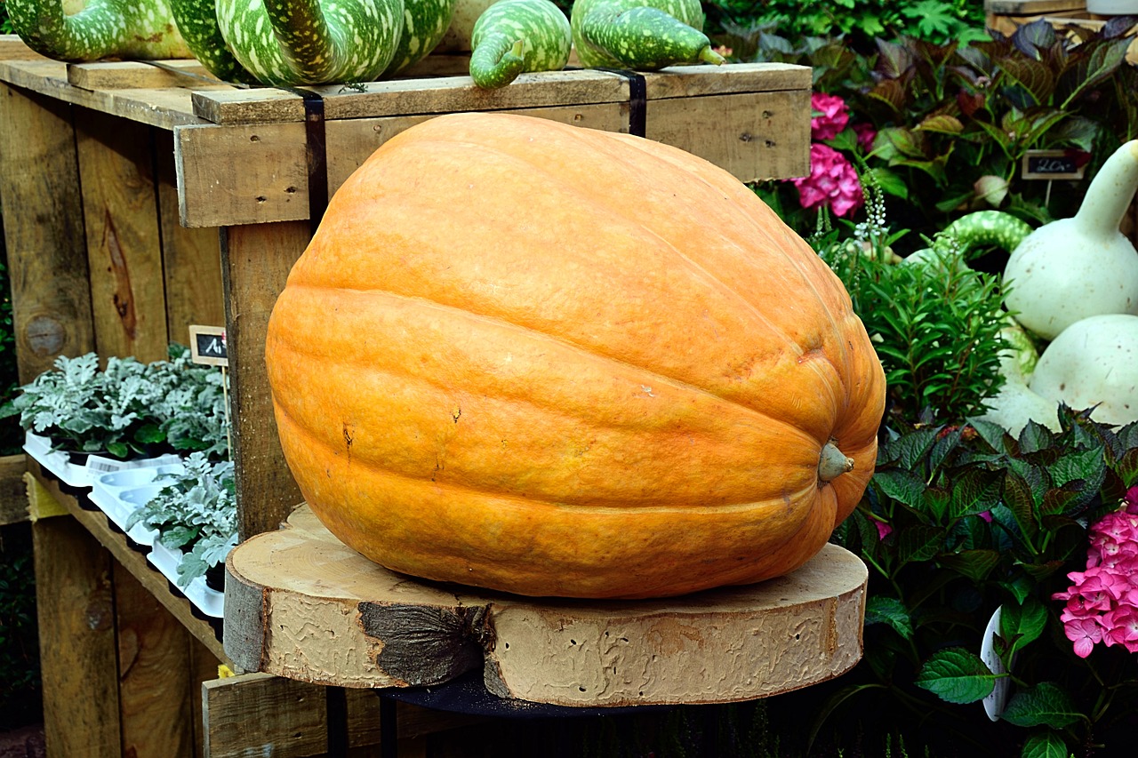 10 Fun Projects for Celebrating Halloween